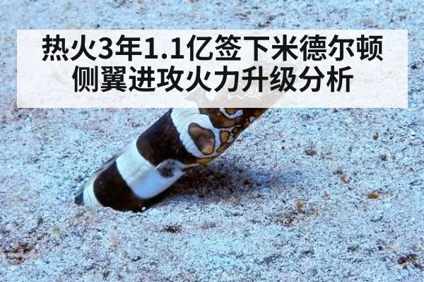 热火3年1.1亿签下米德尔顿侧翼进攻火力升级分析